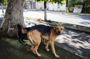 abkhazia caucasus stefano majno aggressive dog-c78.jpg